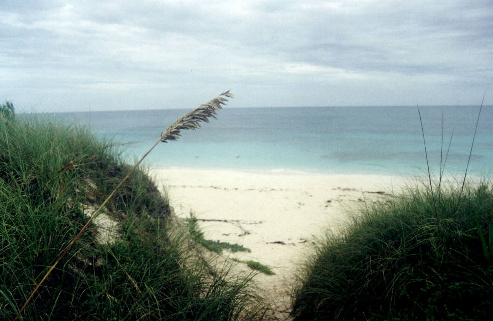 Sea oats