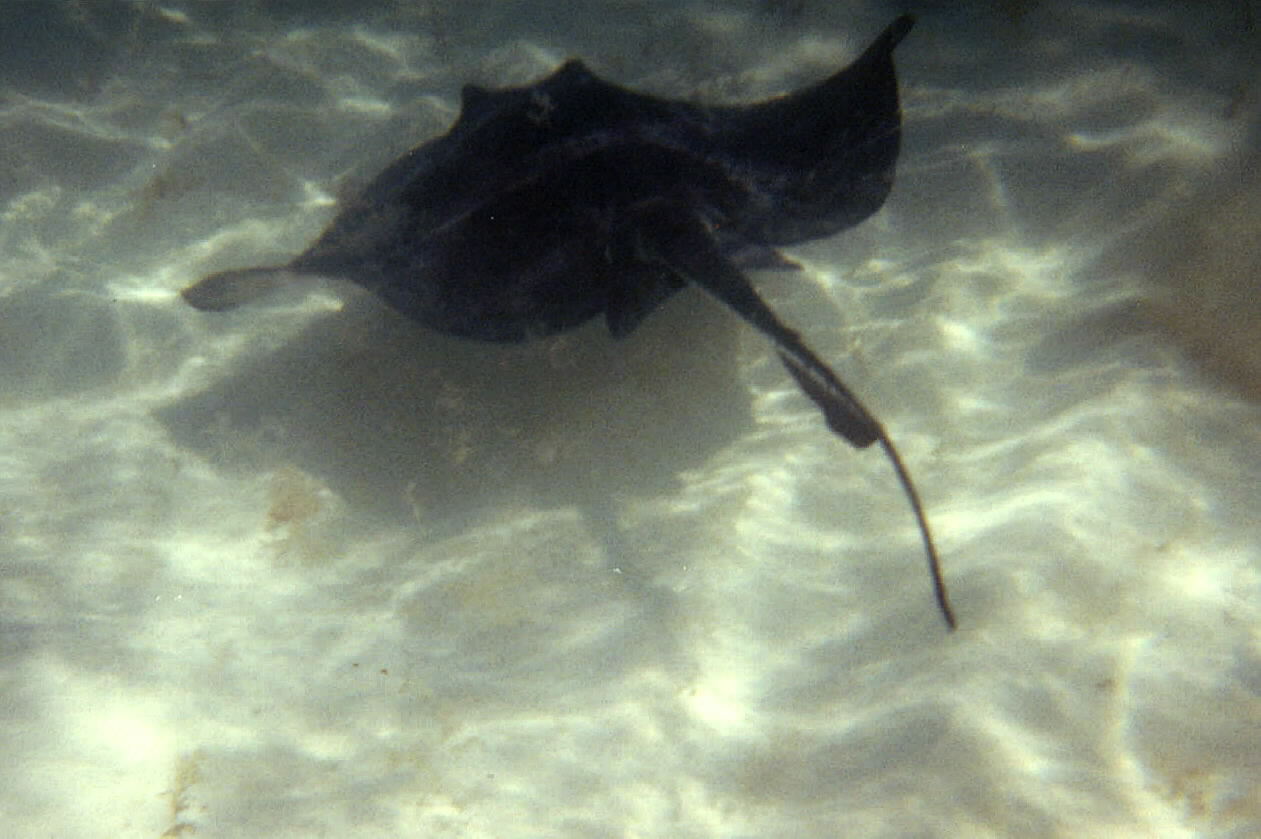 Stingray