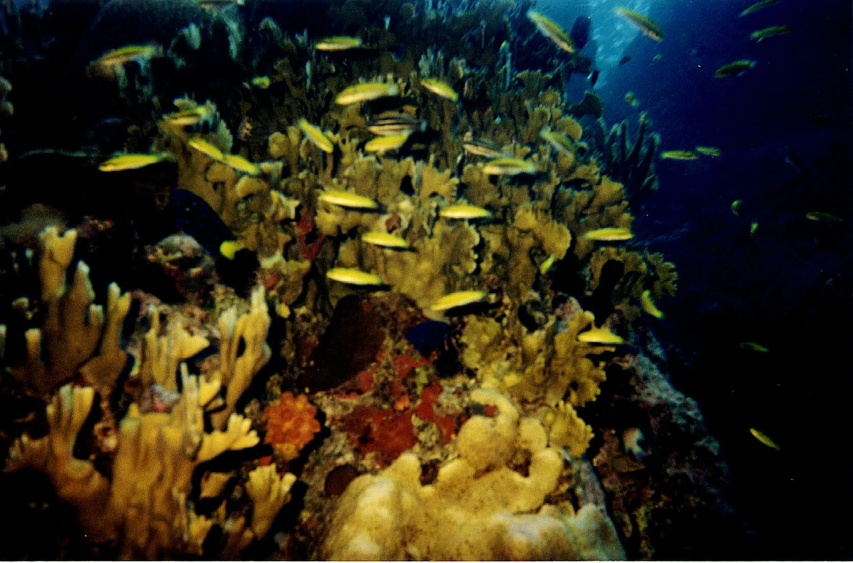 Underwater BVI scenery