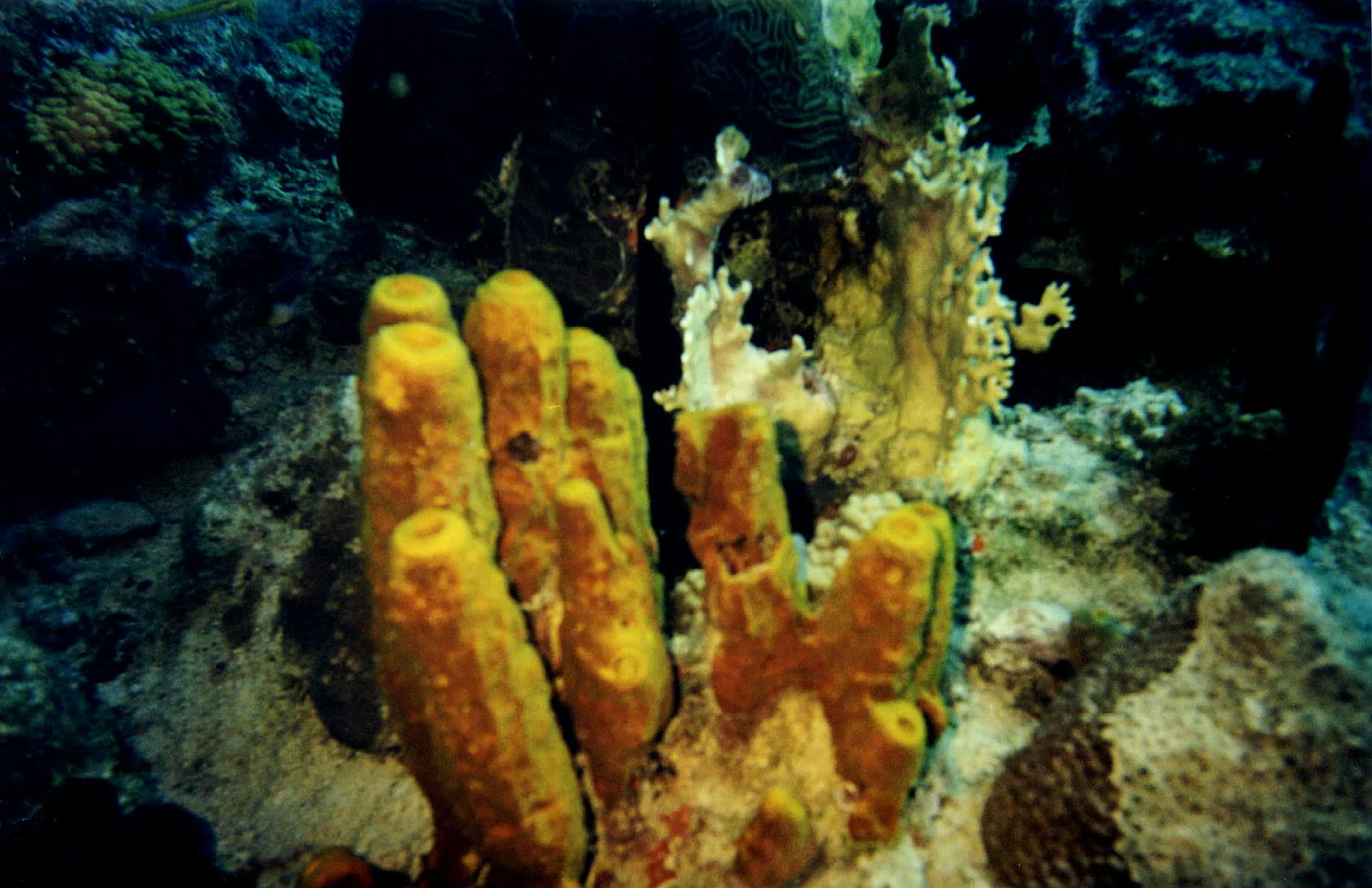 Underwater BVI scenery